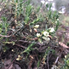 Melichrus urceolatus (Urn Heath) at Tuggeranong Hill - 18 Aug 2020 by Nat