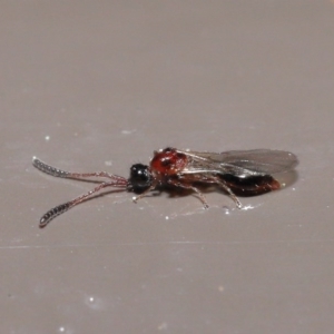 Diapriidae (family) at Acton, ACT - 18 Aug 2020 12:33 PM