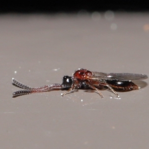 Diapriidae (family) at Acton, ACT - 18 Aug 2020 12:33 PM