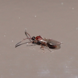 Diapriidae (family) at Acton, ACT - 18 Aug 2020