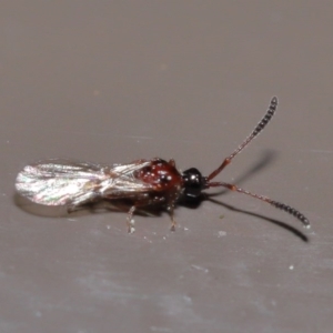 Diapriidae (family) at Acton, ACT - 18 Aug 2020 12:33 PM