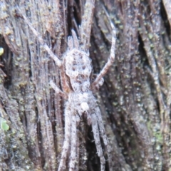 Tamopsis sp. (genus) (Two-tailed spider) at Gundaroo, NSW - 16 Aug 2020 by Christine