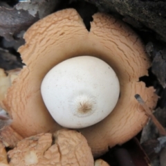 Geastrum sp. (genus) (An earthstar) at Gundaroo, NSW - 16 Aug 2020 by Christine
