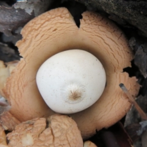 Geastrum sp. at Gundaroo, NSW - 16 Aug 2020 10:41 AM