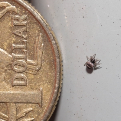 Araneus sp. (genus) at ANBG - 18 Aug 2020 by TimL