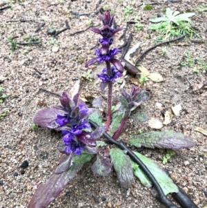 Ajuga australis at Tuggeranong DC, ACT - 15 Aug 2020