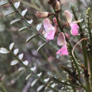 Indigofera adesmiifolia at Pearce, ACT - 1 Aug 2020