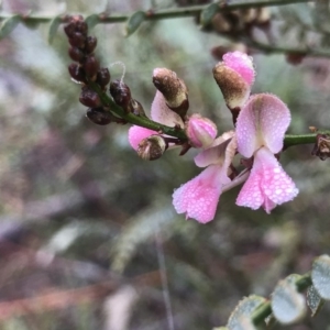 Indigofera adesmiifolia at Pearce, ACT - 1 Aug 2020 09:06 AM