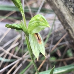Bunochilus umbrinus (ACT) = Pterostylis umbrina (NSW) (Broad-sepaled Leafy Greenhood) at Conder, ACT by PeterR