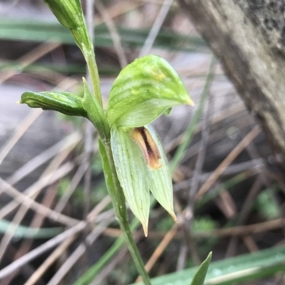 Bunochilus umbrinus (ACT) = Pterostylis umbrina (NSW) (Broad-sepaled Leafy Greenhood) at Conder, ACT by PeterR