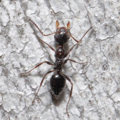 Myrmecorhynchus emeryi (Possum Ant) at ANBG - 18 Aug 2020 by TimL