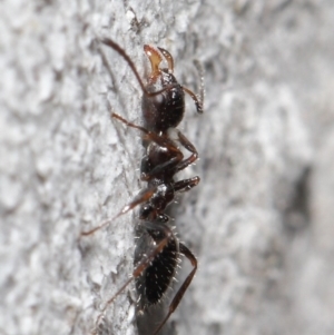 Myrmecorhynchus emeryi at Acton, ACT - 18 Aug 2020 11:56 AM