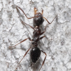 Myrmecorhynchus emeryi at Acton, ACT - 18 Aug 2020 11:56 AM