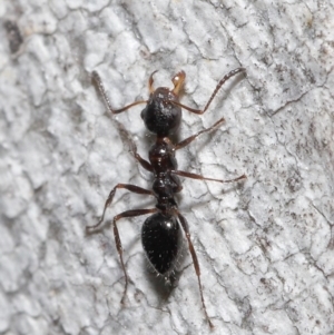 Myrmecorhynchus emeryi at Acton, ACT - 18 Aug 2020 11:56 AM