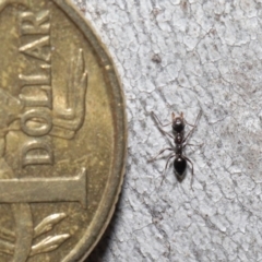 Myrmecorhynchus emeryi at Acton, ACT - 18 Aug 2020 11:56 AM