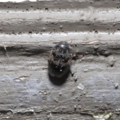 Eurhopalus sp. (genus) at Acton, ACT - 18 Aug 2020