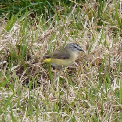 Acanthiza chrysorrhoa (Yellow-rumped Thornbill) at Bega, NSW - 19 Aug 2020 by MatthewHiggins