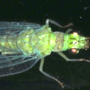 Mallada signatus at Ainslie, ACT - 6 Dec 2019 09:44 PM