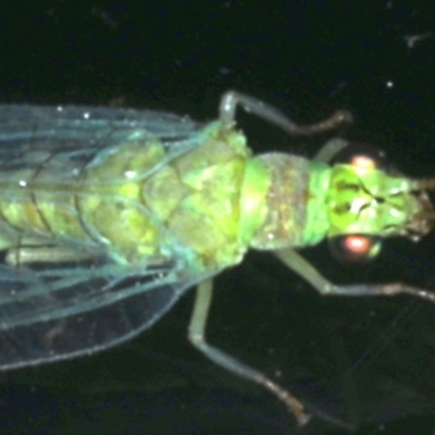 Mallada signatus (Green Lacewing) at Ainslie, ACT - 6 Dec 2019 by jbromilow50