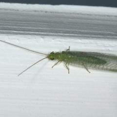 Mallada signatus at Ainslie, ACT - 6 Dec 2019 09:44 PM