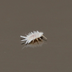 Coccinellidae (family) at Acton, ACT - 18 Aug 2020