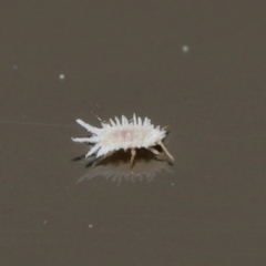 Coccinellidae (family) at Acton, ACT - 18 Aug 2020