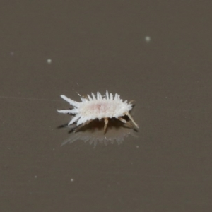 Coccinellidae (family) at Acton, ACT - 18 Aug 2020 12:49 PM