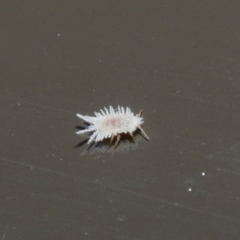 Coccinellidae (family) at Acton, ACT - 18 Aug 2020 12:49 PM