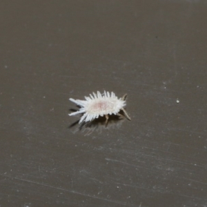 Coccinellidae (family) at Acton, ACT - 18 Aug 2020 12:49 PM