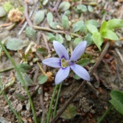 Isotoma fluviatilis subsp. australis (Swamp Isotome) at Lower Boro, NSW - 15 Jan 2012 by AndyRussell