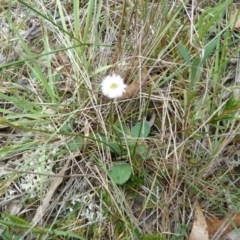 Lagenophora stipitata (Common Lagenophora) at Lower Boro, NSW - 15 Jan 2012 by AndyRussell