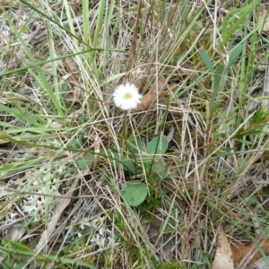 Lagenophora stipitata at Lower Boro, NSW - 15 Jan 2012