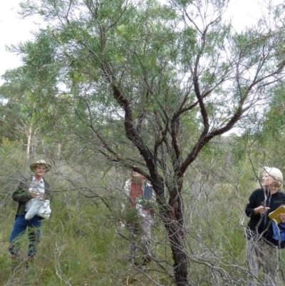 Persoonia linearis (Narrow-leaved Geebung) at Lower Boro, NSW - 15 Jan 2012 by AndyRussell