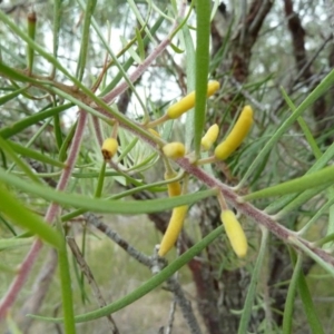 Persoonia linearis at Lower Boro, NSW - 15 Jan 2012