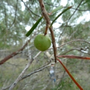 Persoonia linearis at Lower Boro, NSW - 15 Jan 2012