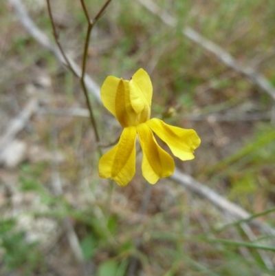 Velleia paradoxa (Spur Velleia) at Lower Boro, NSW - 15 Jan 2012 by AndyRussell