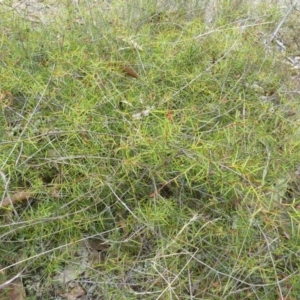 Acacia ulicifolia at Lower Boro, NSW - 15 Jan 2012 01:59 PM