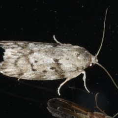 Philobota philostaura (A Concealer moth (Philobota group)) at Ainslie, ACT - 6 Dec 2019 by jb2602