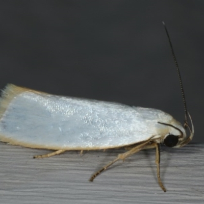 Xylorycta assimilis (A Xyloryctid moth) at Ainslie, ACT - 6 Dec 2019 by jbromilow50