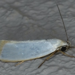 Xylorycta assimilis at Ainslie, ACT - 6 Dec 2019 10:06 PM