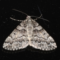 Lipogya exprimataria (Jagged Bark Moth) at Ainslie, ACT - 6 Dec 2019 by jbromilow50