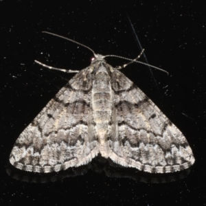 Lipogya exprimataria at Ainslie, ACT - 6 Dec 2019 08:15 PM