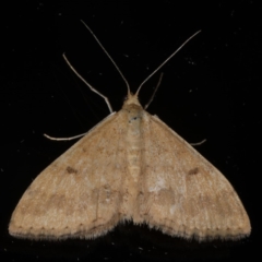 Scopula rubraria (Reddish Wave, Plantain Moth) at Ainslie, ACT - 6 Dec 2019 by jb2602