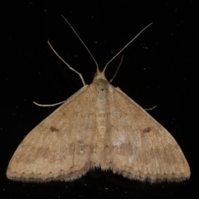 Scopula rubraria (Reddish Wave, Plantain Moth) at Ainslie, ACT - 6 Dec 2019 by jb2602