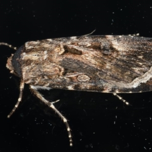 Agrotis munda at Ainslie, ACT - 6 Dec 2019 10:10 PM