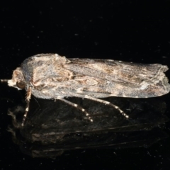 Agrotis munda at Ainslie, ACT - 6 Dec 2019 10:10 PM