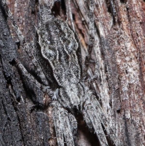 Tamopsis fickerti at Acton, ACT - 18 Aug 2020 11:58 AM