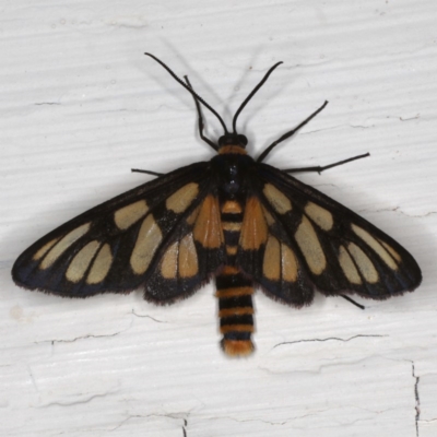 Amata (genus) (Handmaiden Moth) at Ainslie, ACT - 6 Dec 2019 by jbromilow50