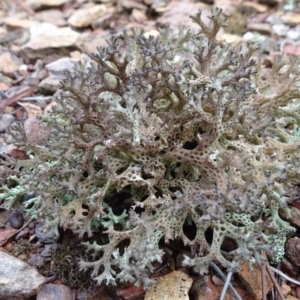 Cladia corallaizon at Carwoola, NSW - 16 Aug 2020