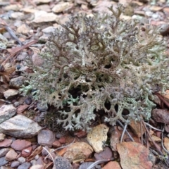 Cladia corallaizon at Carwoola, NSW - 16 Aug 2020